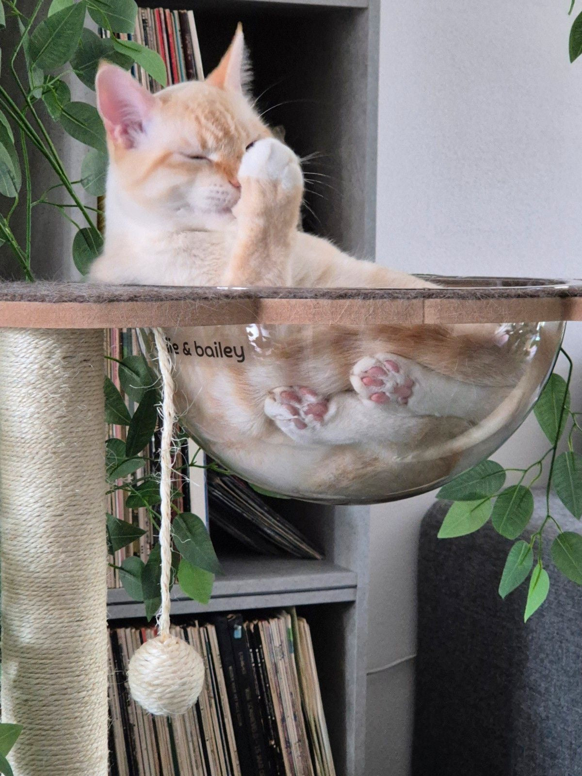 Cat lounging on a glass bowl attached to a scratching post with plants and books in the background
